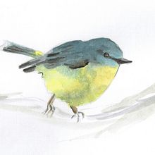 Eastern Yellow Robin. Traditional illustration project by mcpaan - 10.02.2021