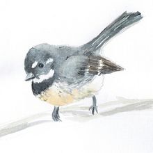 Grey Fantail. Traditional illustration project by mcpaan - 10.02.2021