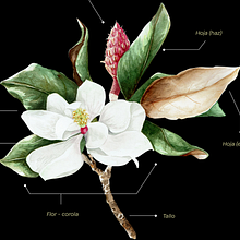 Mi Proyecto del curso: Ilustración botánica con acuarela. Een project van Traditionele illustratie,  Beeldende kunst, Schilderij,  Tekening, Aquarelschilderen y  Botanische illustratie van marianelapaterno_01 - 28.09.2021