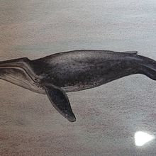 Meu projeto do curso: Técnicas de ilustração naturalista: baleias em aquarela. Ilustração tradicional, Design de cartaz, Ilustração digital, e Mangá projeto de Elena Ataíde - 02.10.2021