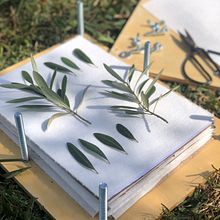 Mi Proyecto del curso: Técnicas básicas de prensado botánico Ein Projekt aus dem Bereich H, werk, Bildende Künste, Collage, DIY und Blumen- und Pflanzendesign von Inés Arias López - 03.10.2021