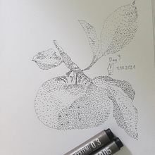 " day 3 " 31 days, 31 drawings. Realistic Drawing project by Nhị Lý - 09.30.2021
