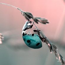 Aquanimal - Ladybug. Traditional illustration, and Photo Retouching project by Julien Tabet - 01.10.2018