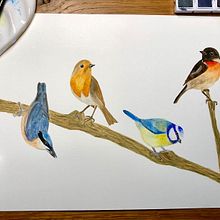 Birds. Traditional illustration project by Maria Broadbridge - 10.05.2021