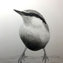 Nuthatch. Traditional illustration project by Maria Broadbridge - 10.05.2021