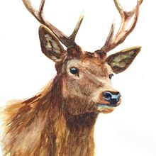 The Stag. Traditional illustration project by mcpaan - 10.06.2021