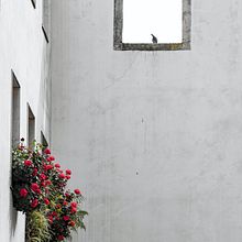 Vermelhos serão os cravos / Rouges seront les œillets.. Un progetto di Scrittura, Creatività, Stor, telling e Narrativa di Marine N. - 06.10.2021