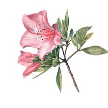 Mi Proyecto del curso: Ilustración botánica con acuarela Azaleia. Un progetto di Illustrazione tradizionale, Belle arti, Pittura, Disegno, Pittura ad acquerello e Illustrazione botanica di Maria Lopez Zuloaga - 03.10.2021