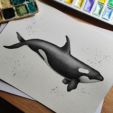 Mi Proyecto del curso: Técnicas de ilustración naturalista: ballenas en acuarela. Projekt z dziedziny Trad, c, jna ilustracja,  Projektowanie plakatów, Ilustracja c, frowa i Manga użytkownika Núria Puig Esteban - 08.10.2021
