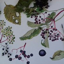 My project in Botanical Illustration with Watercolors course. Traditional illustration, Fine Arts, Painting, Drawing, Watercolor Painting, and Botanical Illustration project by Lubica Balunova - 10.08.2021