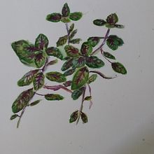 Albahaca Morada. . Lukisan Cat Air proyek oleh Lya Bencosme - 10.10.2021