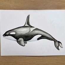 Mi Proyecto del curso: Orca. Traditional illustration, Poster Design, Digital Illustration, and Manga project by Susana - 10.10.2021