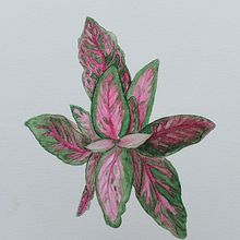 Meu projeto do curso: Aquarela botânica: ilustre a anatomia das flores. Traditional illustration, Fine Arts, Painting, Drawing, Watercolor Painting, and Botanical Illustration project by Tamyres Vial - 12.10.2021