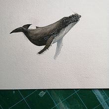 My project in Naturalist Illustration Techniques: Whales in Watercolor course. Traditional illustration project by Caroline Finn - 09.28.2021