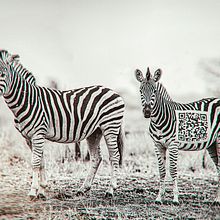 Evolución animal. Un projet de Photomontage et Illustration traditionnelle de Christian Martinez - 14.10.2021