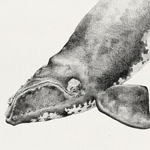 Ballena Franca Austral - Estudios en acuarela y grafito. Projekt z dziedziny Trad, c, jna ilustracja,  Malarstwo, Malowanie akwarelą, R, sunek ołówkiem,  R, sunek,  R, sunek art, st, czn, Ilustracja naturalist i czna użytkownika Antonia Reyes Montealegre - 14.10.2021