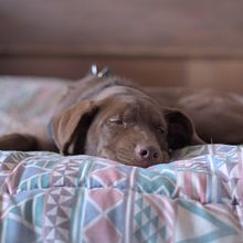 Mi Proyecto del curso: Fotografía lifestyle de perros. Photograph, Portrait Photograph, Instagram Photograph, Documentar, Photograph, Lifest, and le Photograph project by fernando_epg - 10.14.2021