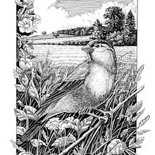 My project in Dip Pen and Ink Illustration: Capturing The Natural World course. Un progetto di Bozzetti, Disegno, Disegno artistico, Sketchbook, Illustrazione con inchiostro e Illustrazione naturalistica di Philip Harris - 15.10.2021