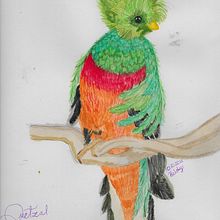 Mi Proyecto del curso: Ilustración naturalista de aves con acuarela. Een project van Traditionele illustratie, Aquarelschilderen, Realistische tekening y Naturalistische illustratie van Heidy Ocampo Carranza - 17.10.2021