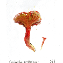 Cantharellus cinnabarinus - cinnabar chanterelle. Watercolor Painting, Painting, Botanical Illustration, Traditional illustration, and Naturalistic Illustration project by Rune Davino-Collins - 10.15.2021