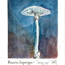 Amanita bisporigera - "destroying angel". Watercolor Painting, Painting, Traditional illustration, Naturalistic Illustration, and Botanical Illustration project by Rune Davino-Collins - 10.14.2021