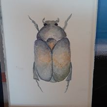 My project in Naturalist Illustrations with Watercolors: Drawing and Composition course. Traditional illustration, Drawing, Watercolor Painting, and Naturalistic Illustration project by Kathleen Willoughby - 10.18.2021