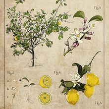 láminas Botánicas. Projekt z dziedziny Trad, c, jna ilustracja, Ilustracja c, frowa, R, sunek botaniczn, Sketchbook,  R, sunek atramentem, Ilustracja naturalist, czna, R, sunek c, frow,  R, sunek art, st, czn,  R i sunek użytkownika David Morales - 01.01.2020