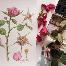 My project in Botanical Illustration with Watercolors course. Projekt z dziedziny Trad, c, jna ilustracja,  Sztuki piękne,  Malarstwo,  R, sunek, Malowanie akwarelą, R i sunek botaniczn użytkownika Juliana Buglia - 19.10.2021