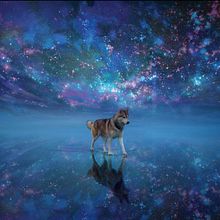 LOBO Y ESTRELLAS. Graphic Design project by Ruben Guerrero Muñoz - 10.19.2021