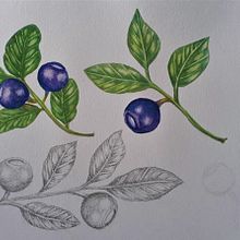 Botanical illustration styles I and II. Projekt z dziedziny Malowanie akwarelą, Trad, c i jna ilustracja użytkownika Juliana Buglia - 19.10.2021