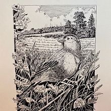 My project in Dip Pen and Ink Illustration: Capturing The Natural World course. Un projet de Esquisse , Dessin, Dessin artistique, Carnet de croquis, Illustration à l'encre et Illustration naturaliste de Linda Hoenigsberg - 19.10.2021
