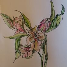 My project in Botanical Sketchbooking: A Meditative Approach course. Traditional illustration, Sketching, Drawing, Watercolor Painting, Botanical Illustration, and Sketchbook project by Linda Rogers - 10.19.2021