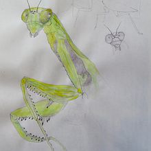 My project in Artistic Watercolor Techniques for Illustrating Birds course. Un proyecto de Ilustración tradicional, Pintura a la acuarela, Dibujo realista e Ilustración naturalista				 de Brad Atchison - 20.10.2021