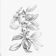 Melo Granny Smith   Ein Projekt aus dem Bereich Traditionelle Illustration von Nadia Leo - 20.10.2021