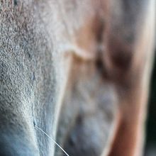 Horse beauty. Un progetto di Fotografia di Annachiara Varini - 20.10.2021