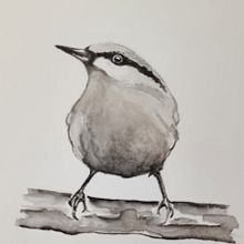 My project in Artistic Watercolor Techniques for Illustrating Birds course. Traditional illustration, Watercolor Painting, Realistic Drawing, and Naturalistic Illustration project by Michelle Harvey - 10.20.2021