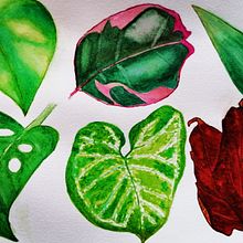 My project in Botanical Illustration with Watercolors course. Projekt z dziedziny Trad, c, jna ilustracja,  Sztuki piękne,  Malarstwo,  R, sunek, Malowanie akwarelą, R i sunek botaniczn użytkownika choquel_constance - 20.10.2021