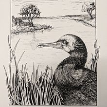 My project in Dip Pen and Ink Illustration: Capturing The Natural World course. Projekt z dziedziny Sketching,  R, sunek,  R, sunek art, st, czn, Sketchbook, Ilustracja naturalist i czna użytkownika Ellyn Gaspardi - 21.10.2021