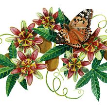 PASSIFLORES . % Patricia tarafından hazırlanan Geleneksel illüstras, Ve on projesi - 10.22.2021