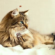 Mi Proyecto del curso: Fotomontaje surrealista con Photoshop  . Fotografie Post-producție, Retușarea fotografiilor, Fotografie digitală, Compoziție fotografică și Fotomontaj de Rocio Di Lascio - 10.22.2021