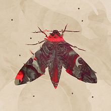 Insects. Ilustração tradicional, Design editorial, Design gráfico, Desenho realista, e Concept Art projeto de Vicente Martí Solar - 22.10.2021