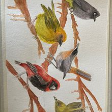 My project in Artistic Watercolor Techniques for Illustrating Birds course. Traditional illustration, Watercolor Painting, Realistic Drawing, and Naturalistic Illustration project by Louise Duffett - 10.05.2021