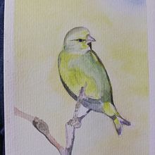 Verdone . Ilustração tradicional, Pintura em aquarela, Desenho realista e Ilustração naturalista projeto de Ornella Ferrari - 24.10.2021