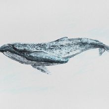 MirOrca (Orca + Blue Whale in Watercolor course). Un progetto di Illustrazione tradizionale, Design di poster , Illustrazione digitale e Manga di miro.pobox - 29.10.2021