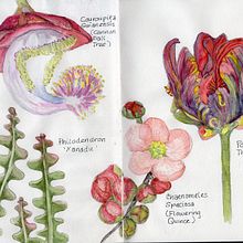 My project in Botanical Sketchbooking: A Meditative Approach course. Traditional illustration, Sketching, Drawing, Watercolor Painting, Botanical Illustration, and Sketchbook project by Jeka Lambert - 10.24.2021