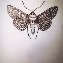 moth . Ilustrasi tradisional, Dan Lukisan proyek oleh Jazz - 10.24.2021