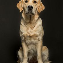 Mi Proyecto del curso: Fotografía lifestyle de perros. Fotografia, Fotografia de retrato, Fotografia para Instagram, Fotografia documental, e Fotografia Lifestyle projeto de Juan Carlos Centellas - 24.10.2021