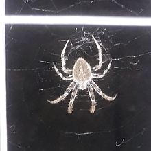 Mi Proyecto del curso: Introducción a la escritura narrativa. Escrita, Narrativa, Stor, e telling projeto de Angel Martinez - 25.10.2021