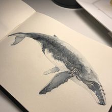 Meu projeto do curso: Técnicas de ilustração naturalista: baleias em aquarela. Un progetto di Illustrazione tradizionale, Design di poster , Illustrazione digitale e Manga di Yukie Kabashima - 25.10.2021