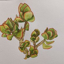 Mon projet du cours : Carnet de croquis botanique : une approche méditative. Drawing, Watercolor Painting, and Botanical Illustration project by Stephany Dreamcolor - 10.27.2021